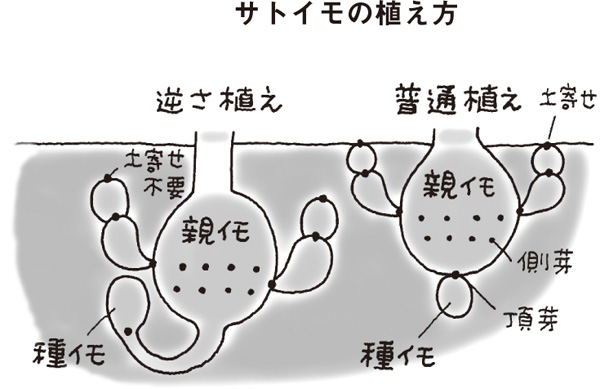 伝承農法「じゃがいもの逆さ植え」昔農家さんに学ぶ、驚きの植え方と栽培法伝承農法で野菜づくりベジルナ