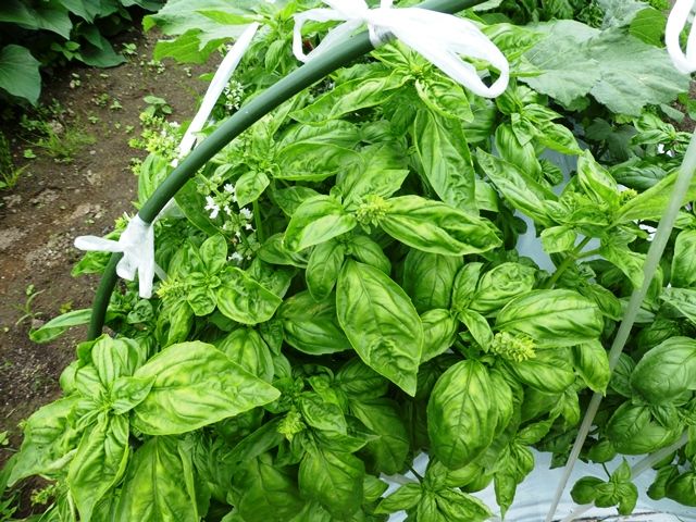 オクラのコンパニオンプランツ 一緒に植えると相性のいい野菜は