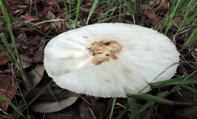 芝生・庭に生えるキノコ山崎造園 兵庫県宍粟市山崎町高所583-1