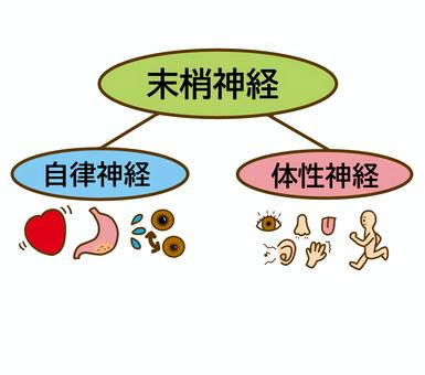 中2理科「神経系」普通の反応と反射の違いPikuu