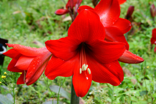 アマリリスの3月4月の管理方法について教えて頂きたいです。掘 園芸相談Q＆Aみんなの趣味の園芸