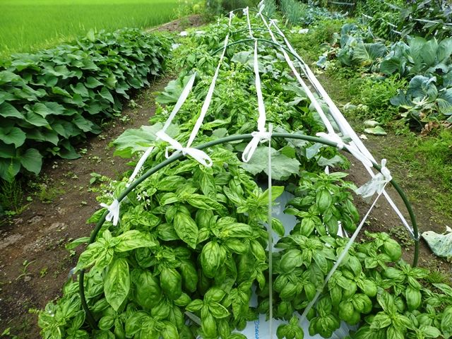 混植でコンパニオンブランツ 花と野菜の寄せ植え 猫と園芸