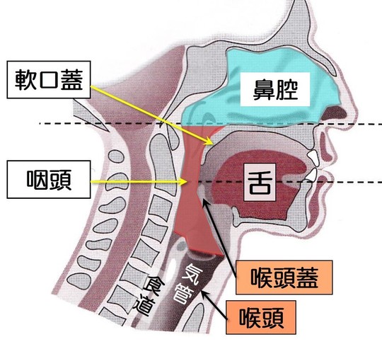 咽喉 のど の病気 咽頭炎 扁桃炎 喉頭円 味覚障害サザンクリニック耳鼻咽喉科