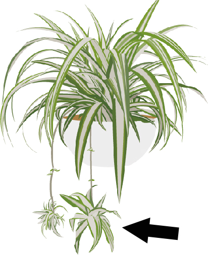 フローリスト監修 オリヅルランの育て方剪定・植え替え・水やりなどのコツと注意点 – LIFFT