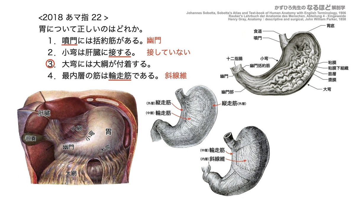 Visual Anatomy 視覚解剖学