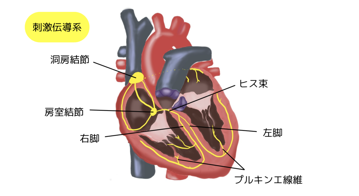 心臓の構造と働き