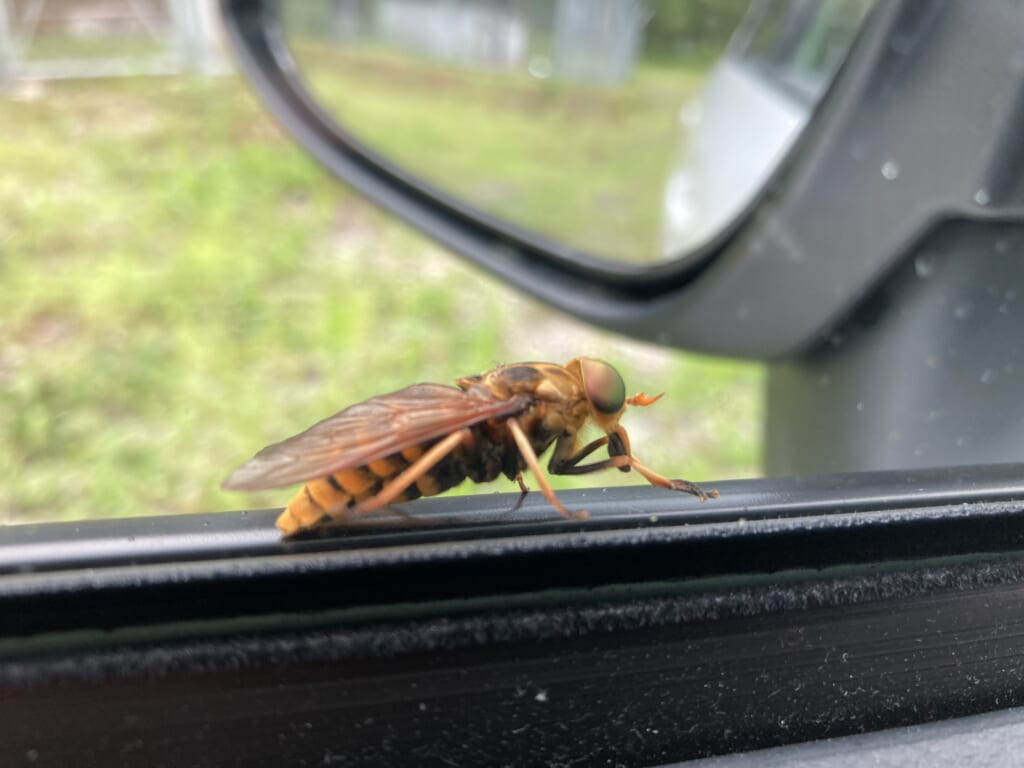 ブヨって一体何？ブヨに刺されるとどんな症状が出るの？対処法は？神奈川県の駆除専門業者クリーン計画プロープル