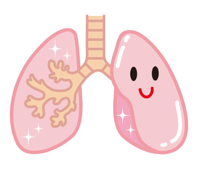 人体気管肺 60001000043 の写真・イラスト素材アマナイメージズ