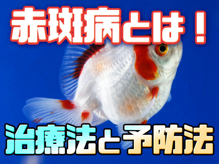 今知っておくべき金魚の病気7選 – GOLDFISH-dictionary