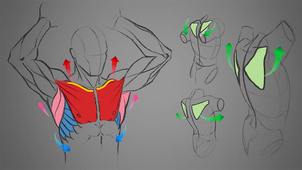 イラストの解剖学：腕の描き方トラバブログ