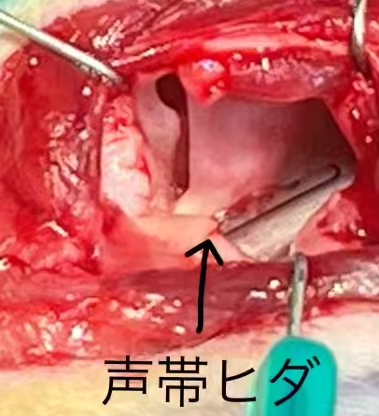 特殊手術 - 市原・山口動物病院 市原市姉ヶ崎年中無休・ペットホテル・トリミング市原・山口動物病院 市原市姉ヶ崎年中無休・ペットホテル・トリミング