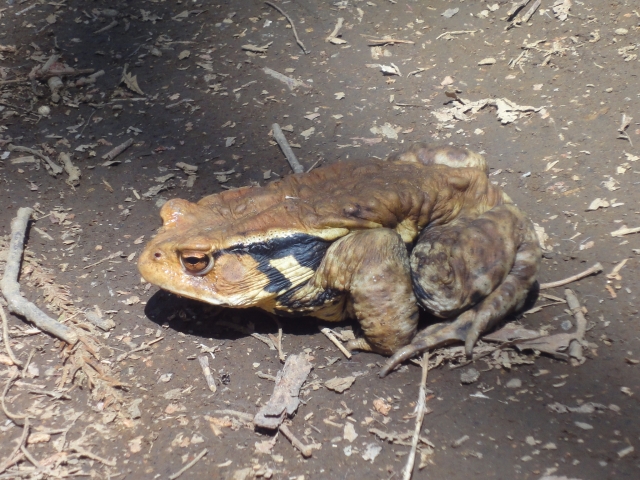 ヒキガエルの毒は強い？ヒキガエルの毒性や生態について紹介！！はちゅアリウム