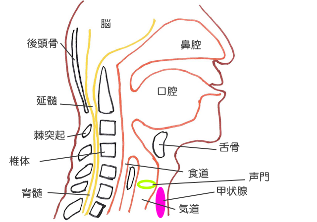 頭頸部の解剖日本頭頸部癌学会 頭頸部がん情報