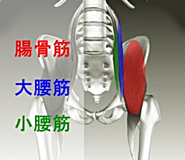 腸腰筋 腸骨筋 の評価 トーマステスト と筋トレ、ストレッチ理学療法士・作業療法士・言語聴覚士の求人、セミナー情報なら POST