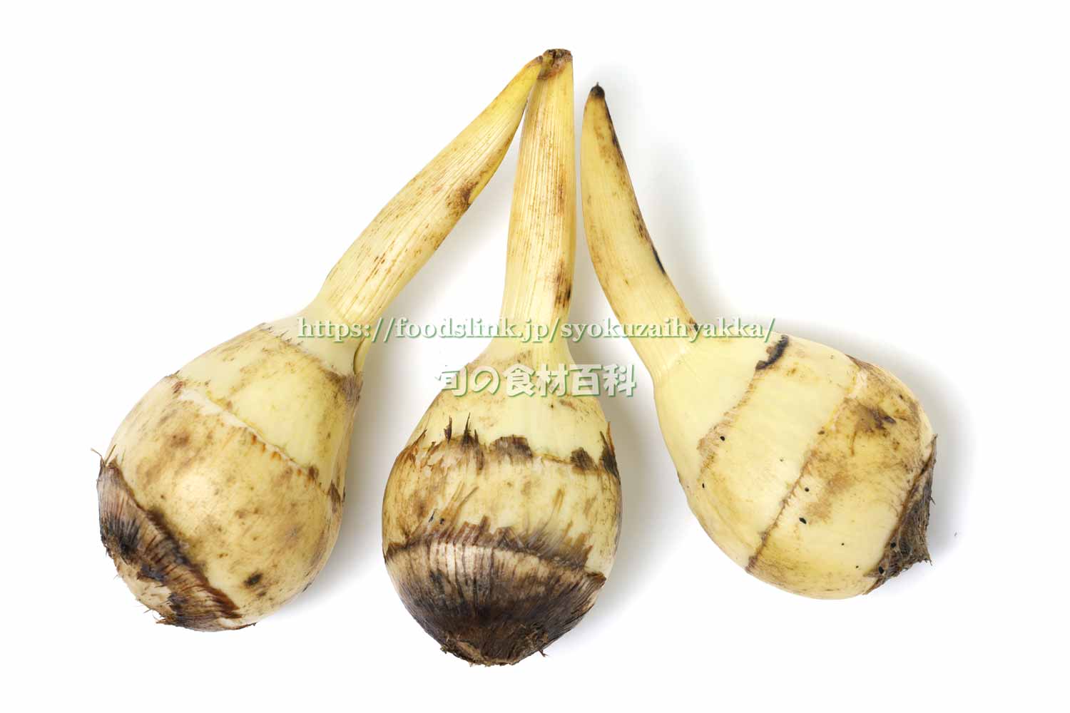 楽天市場送料無料中国産 くわい クワイ・慈姑Lサイズ 約1kg 袋入り : 生鮮食品直送便