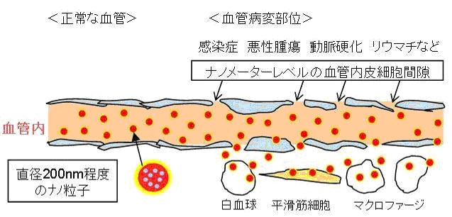1-2 1上皮組織 解説かずひろ先生 黒澤一弘解剖学