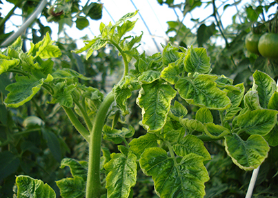 トマト葉が黄色いカリウム欠乏初心者が成功するためのポイントミライ菜園