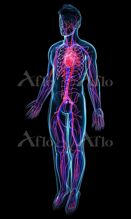 循環器 血液循環のしくみ シート