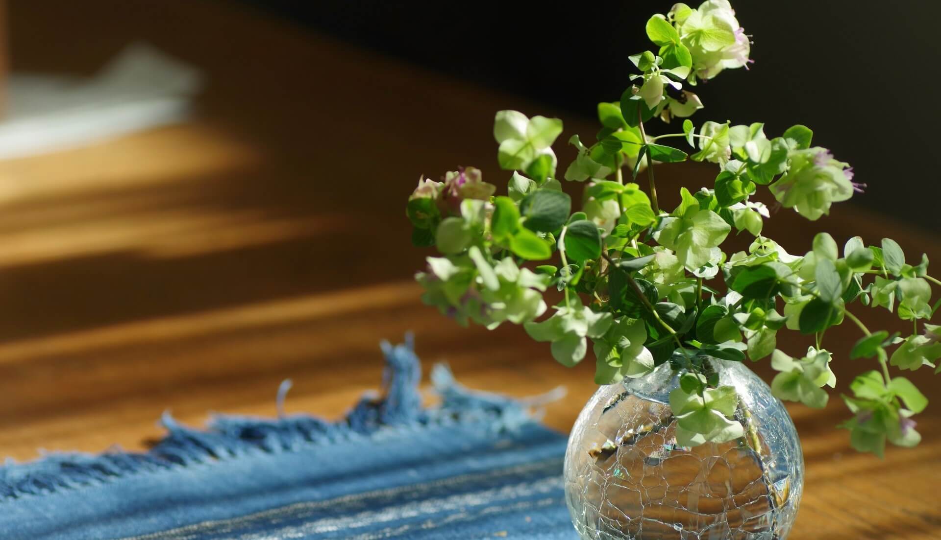 スパイス活用術 トマトと相性抜群！爽やかな香りのハーブ「オレガノ」をご紹介！ S&B探検隊