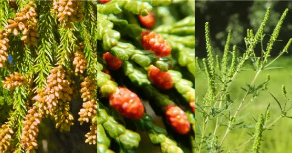 アレルギー科 - 花粉症・アレルギー性鼻炎・舌下免疫療法自由が丘内科クリニック│目黒区