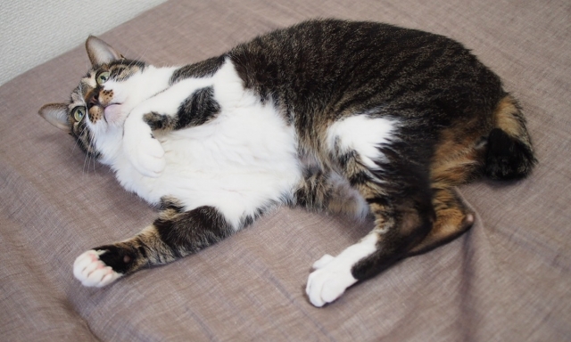 玉ねぎ中毒について獣医師監修 ねこ病気事典Toletta Catsトレッタキャッツ