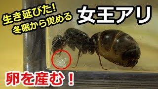 蟻の卵の孵化の方法やかかる日数はどれくらい！？蟻研究所