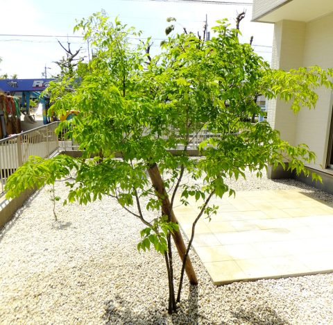 アオダモ - 植物図鑑