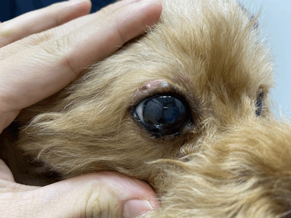 マイボーム腺炎 ＜犬＞みんなのどうぶつ病気大百科