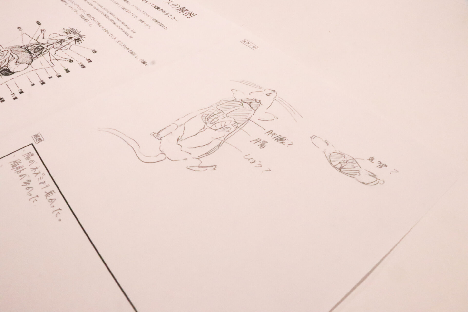 ラット全臓器肝臓や心臓肺胃大腸小腸脾臓腎臓の解剖 - はさみのストックフォトや画像を多数ご用意 - はさみ, アニマルウェルフェア, トレイ -iStock