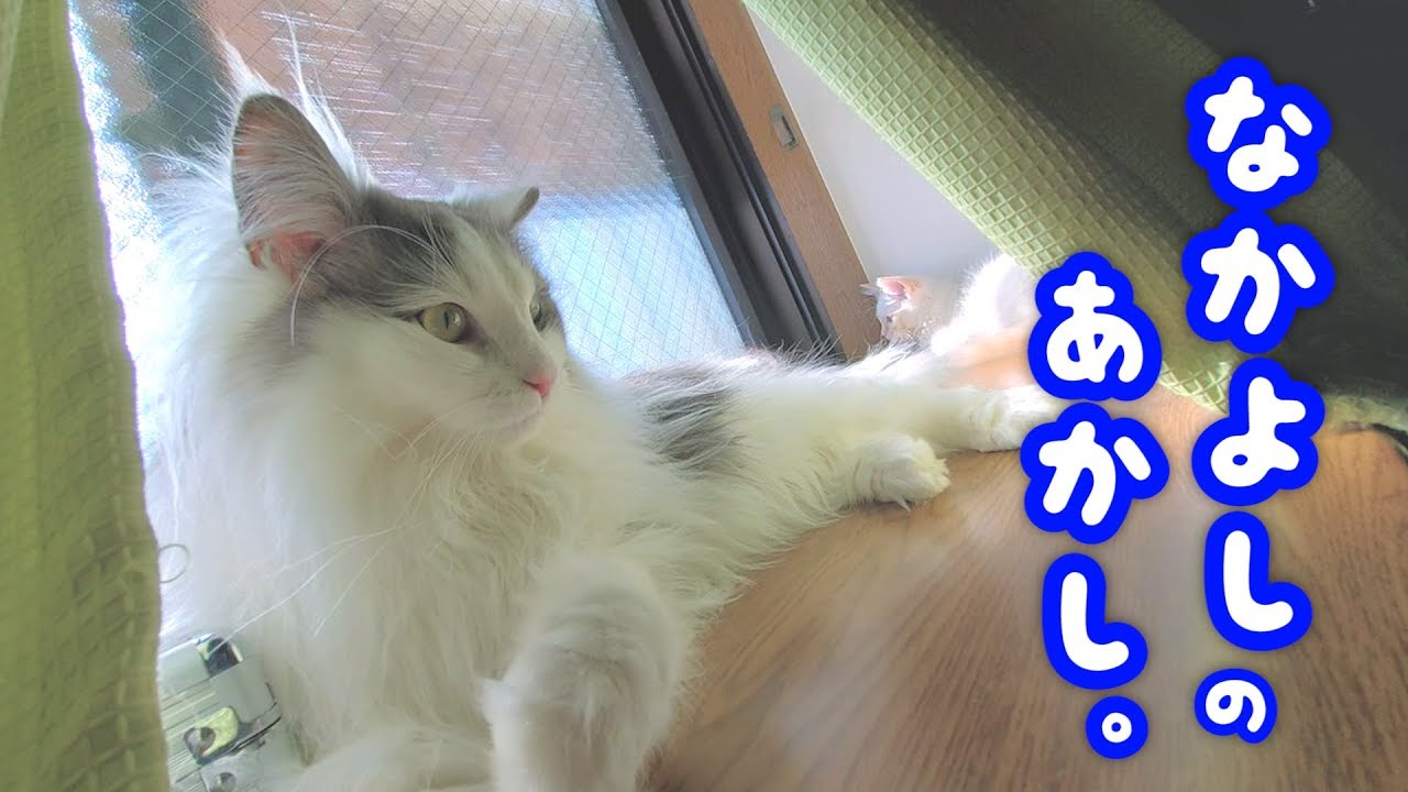 猫の顔つき』は生活環境で変わる！“いい顔”を作る3つの要因 飼い主と似てくることもある？Cube ニュース