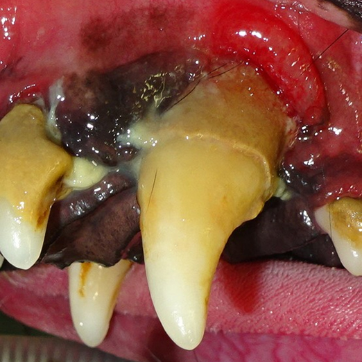 わんちゃんの歯茎 歯肉 のできもの – 老司どうぶつ病院