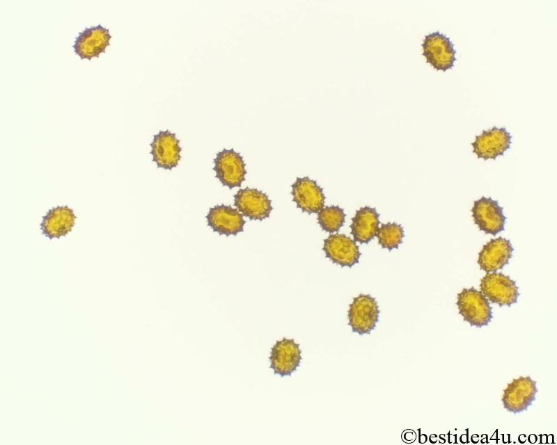 アサガオの花粉を顕微鏡観察顕微鏡ナビ