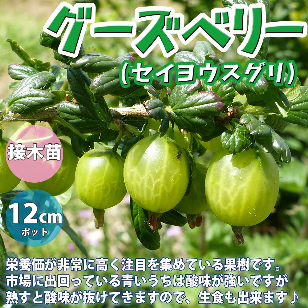 グズベリー Images – Browse 9 Stock Photos, Vectors, and VideoAdobe Stock