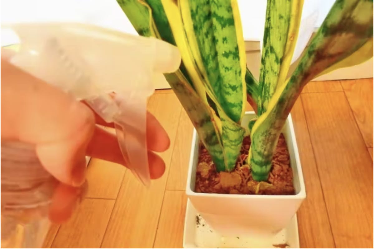 風水 サンスベリアのおしゃれなアレンジ・飾り方のインテリア実例RoomClip ルームクリップ