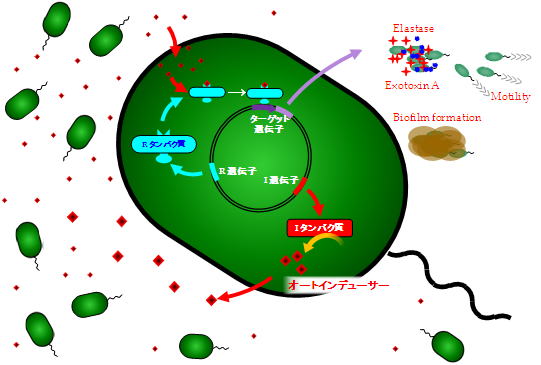 緑膿菌りょくのうきん とは ピクシブ百科事典
