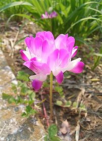 蓮華花の季節、名前の由来や花言葉、蜂蜜までLOVEGREEN ラブグリーン