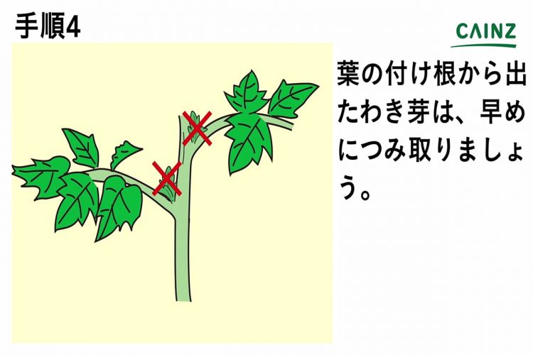 トマトの剪定 摘心や摘果の方法や時期家庭菜園での栽培管理の仕方を覚えておいしいトマトを収穫しよう