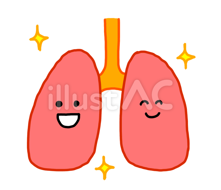 人間の身体☆肺の構造イラスト☆文字なし：イラスト無料