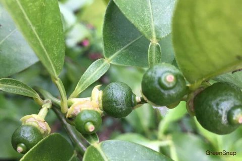 金澤柚子みつ - いしかわ商品カタログ - 公益財団法人石川県産業創出支援機構 ISICO ホームページ