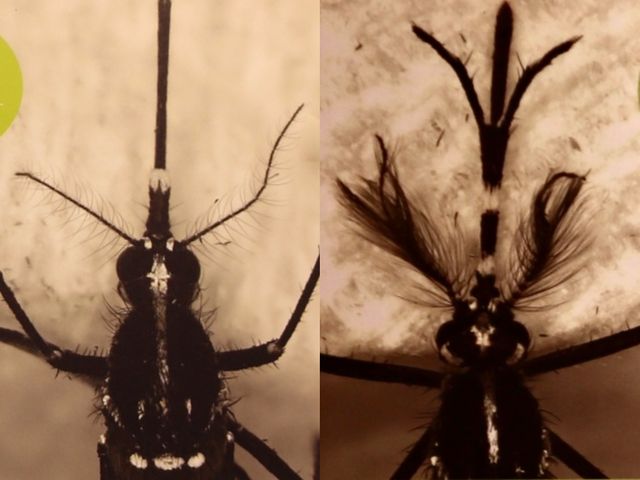 蚊はなぜ暗闇でも飛べるのか」 メカニズムを解明 寄せ付けない“新たな手法”が見つかるかもFNNプライムオンライン