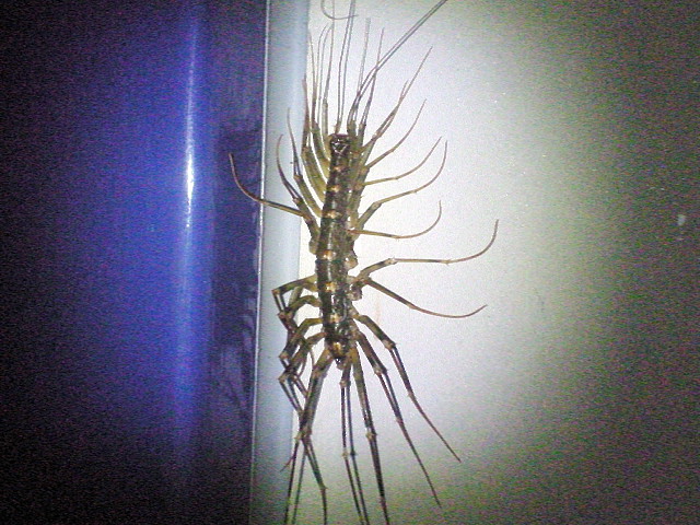 世界で一番気持ち悪いとされる昆虫の生態がヤバすぎるキモカワな昆虫 9- YouTube