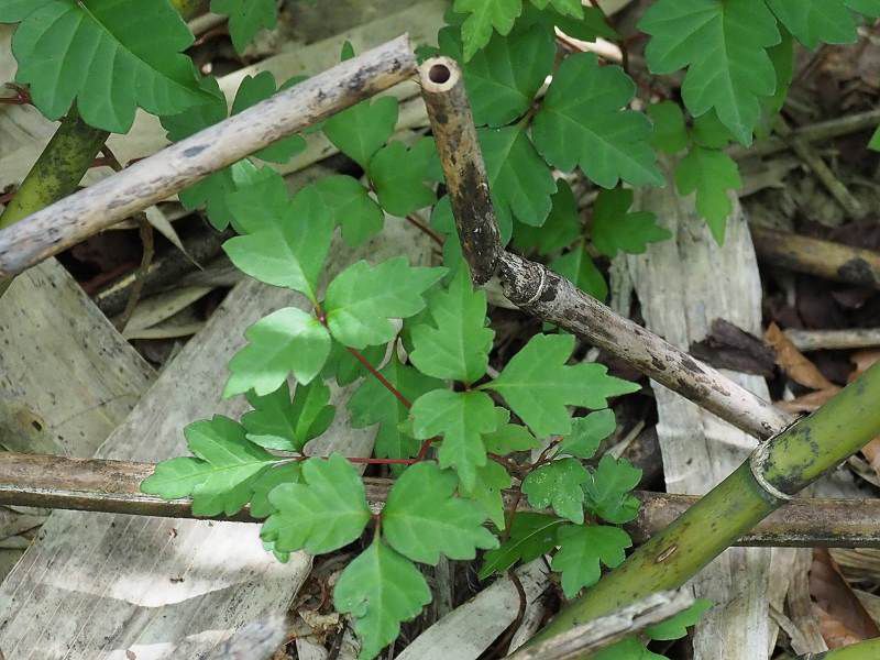 樹木シリーズ107 ヤマウルシあきた森づくり活動サポートセンタ