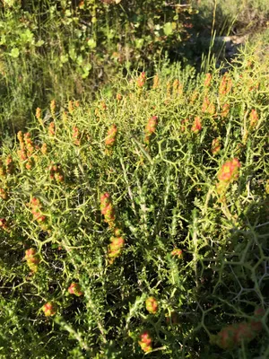 初心者向け 多肉植物の英語名とその読み方一覧！簡単に覚えられるコツも紹介 – 多肉植物の通販・販売サイト tawawa