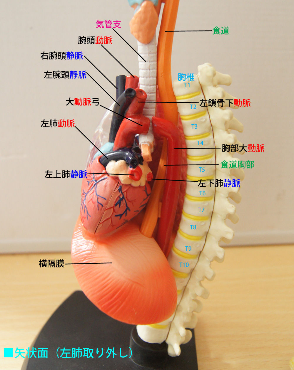 子供の人間の臓器の内臓のイラストPremiumベクトル素材