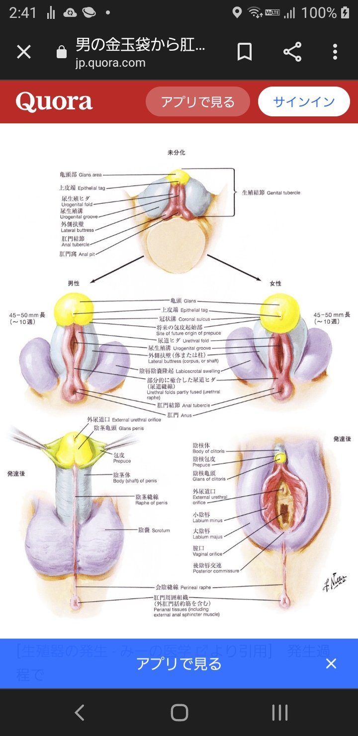 陰部神経痛の症状と治療 ー 痛みやしびれでお悩みの方へ - 痛みとしびれの治療ペレス・テラキ治療室遠絡療法 東京・埼玉
