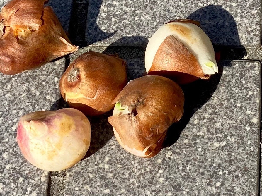 チューリップを翌年も咲かせるには。球根の掘り上げ・保存を詳しく解説、の巻tabiniwa