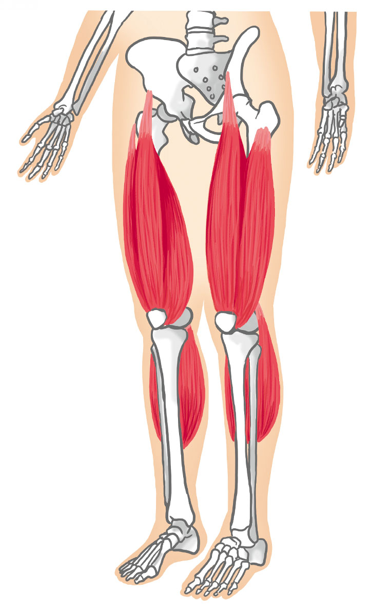 強張った筋肉としなやかな筋肉のイメージ イラスト素材6801741- フォトライブラリ
