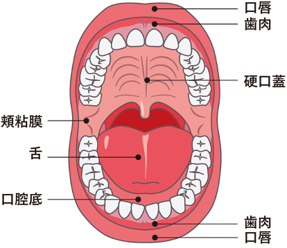 のどの症状のどの痛み・扁桃炎・ポリープなど西台耳鼻咽喉科医院