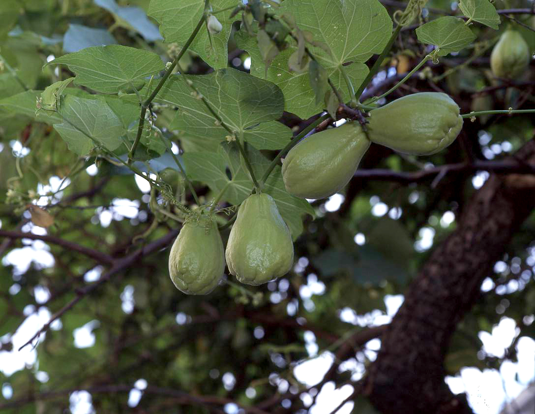 ハヤトウリの育て方植え方と時期は？プランター栽培や摘心方法は？🍀GreenSnap グリーンスナップ