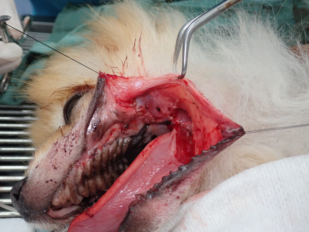 犬に多い「まぶた」の腫瘍マイボーム腺腫の治療静岡県浜松市中央区の動物病院TPC浜松動物総合病院